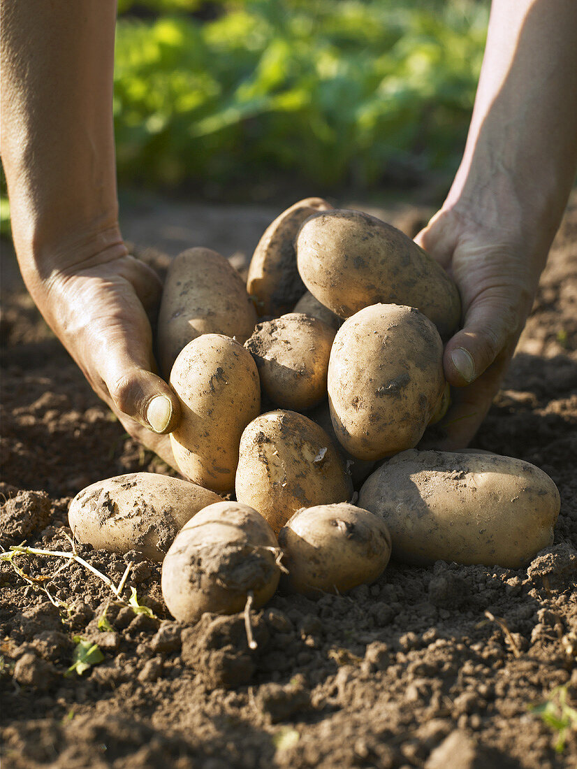 Hands holding freshly dug Maris Piper potatoes
