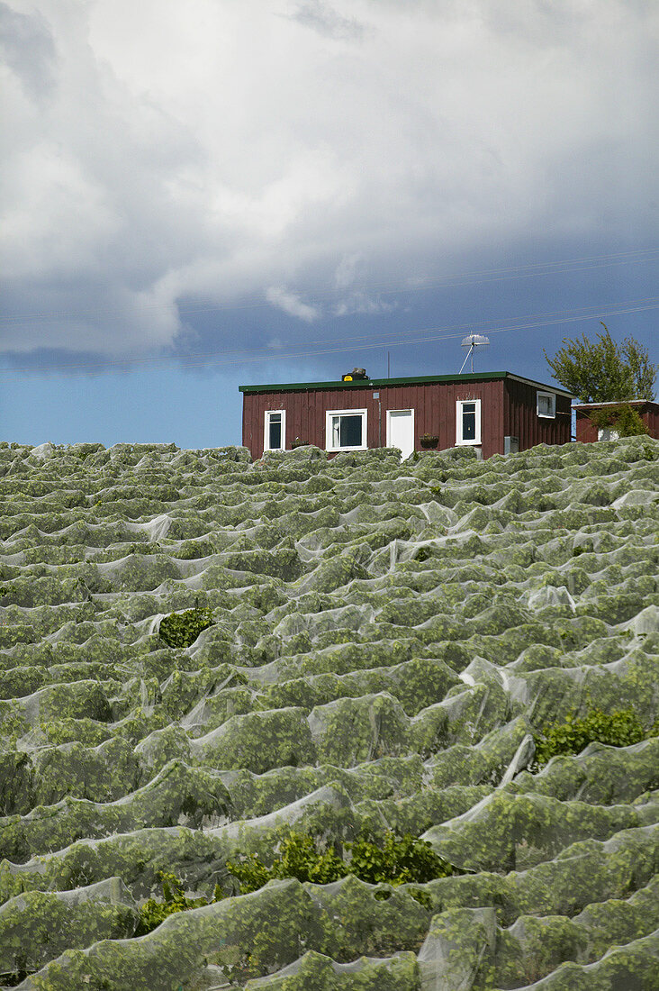 Weinberg mit Schutznetzen gegen Vögel, Neuseeland
