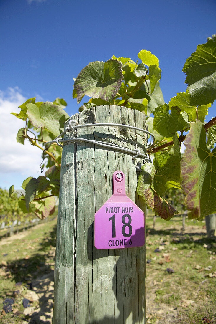 Schild mit Aufschrift 'Pinot Noir', Neuseeland