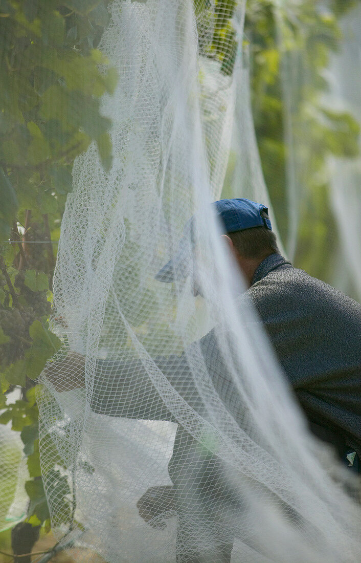 Mann bedeckt Rebstöcke mit Netz, Neuseeland