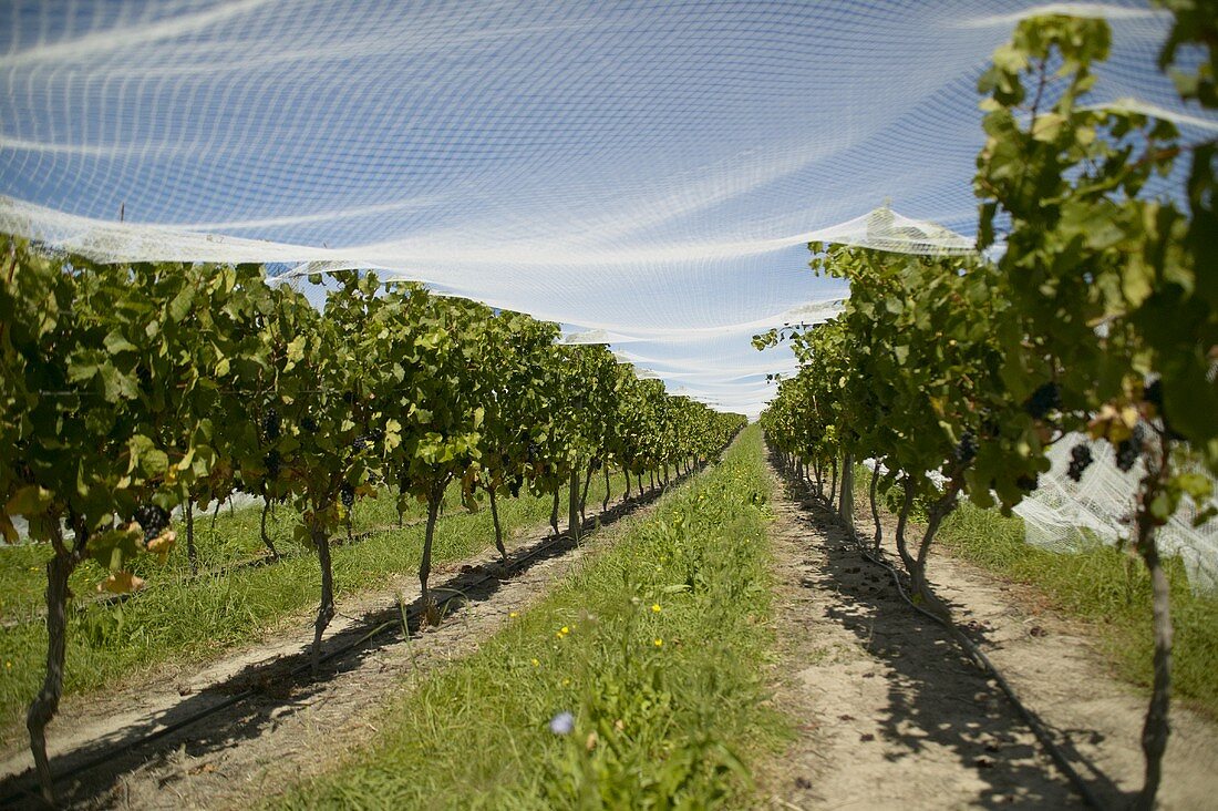Rows of vines with bird netting, New Zealand