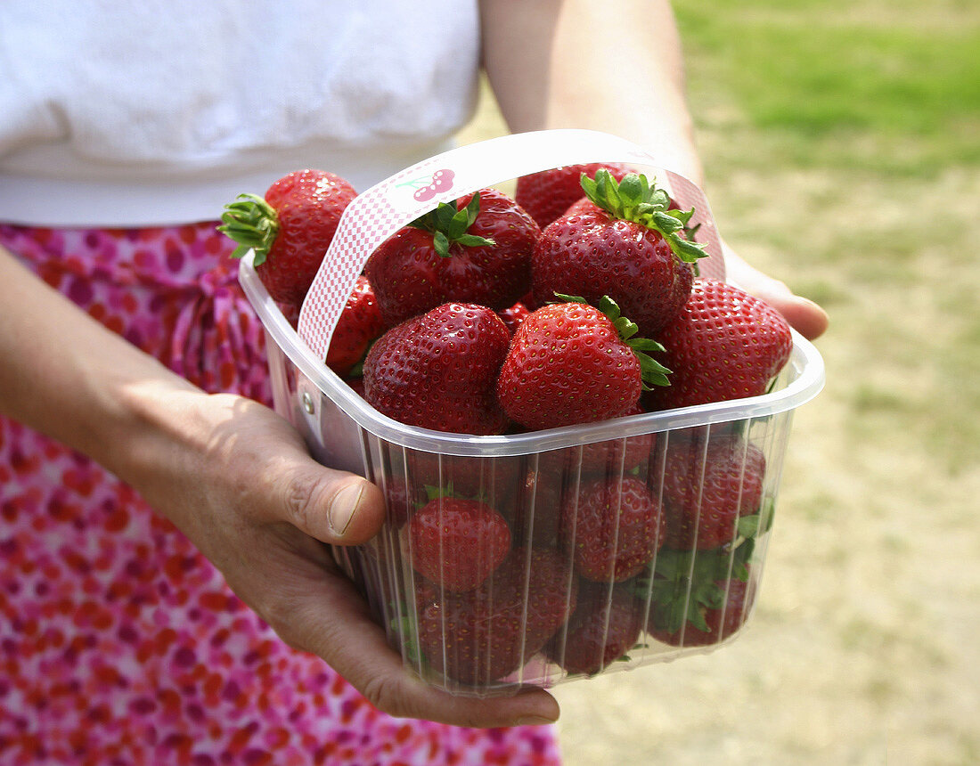 Hände halten Plastikschale mit frischen Erdbeeren