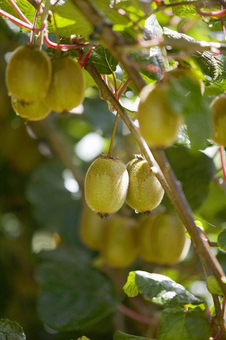 Kiwi fruits on the tree