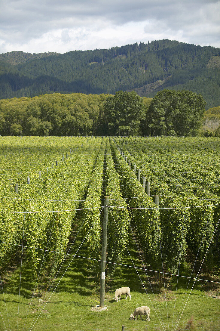 Rows of hops in New Zealand