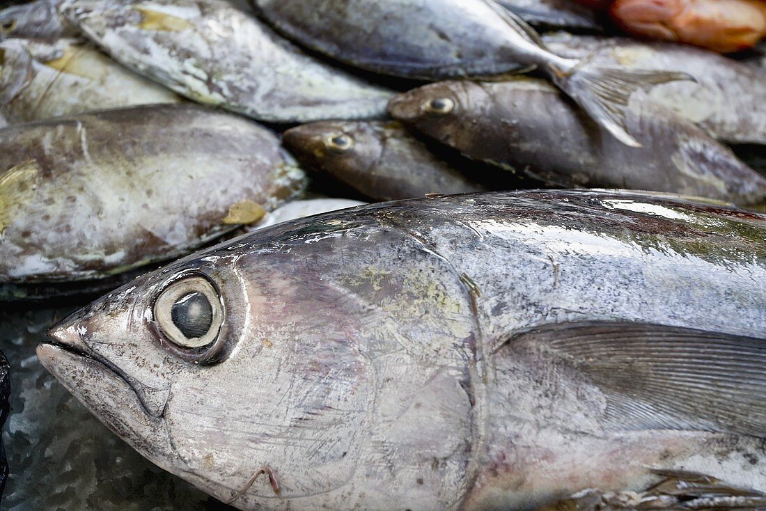 Frischer Thunfisch auf einem Markt, Mauritius