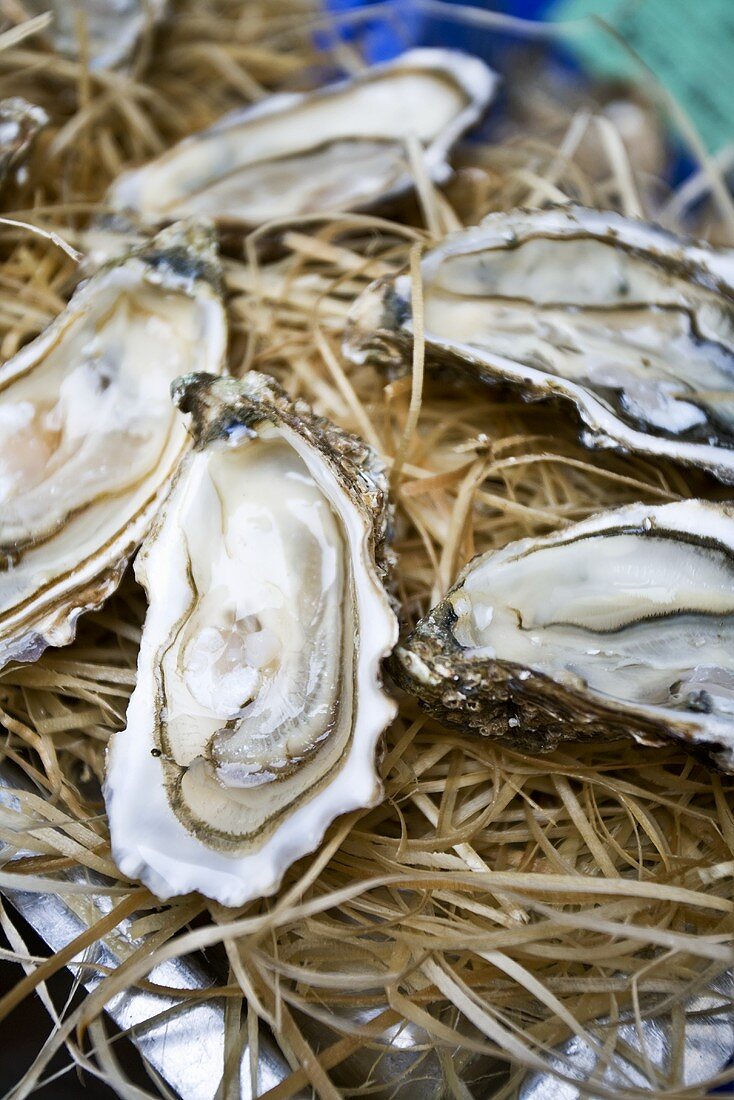 Oysters on a market stall in Libourne, Bordeaux, France