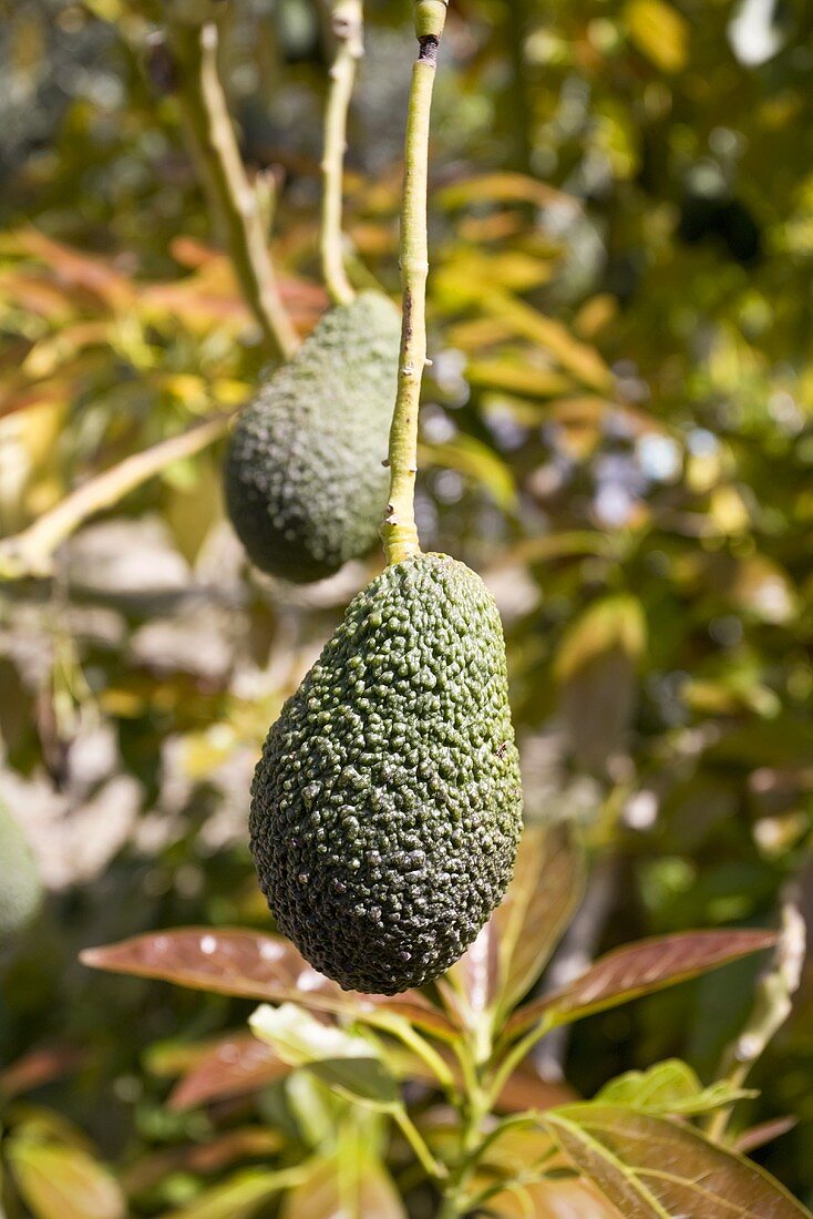 Two avocados on the tree