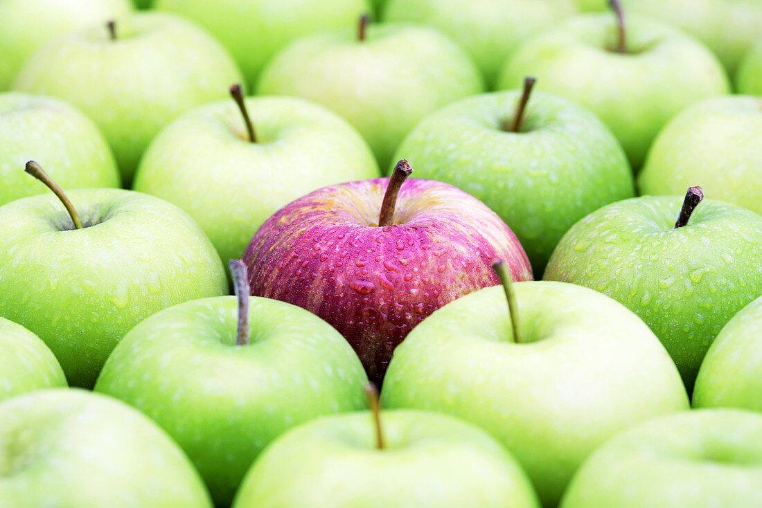 Roter Apfel (Sorte Royal Gala) zwischen Granny-Smith-Äpfeln