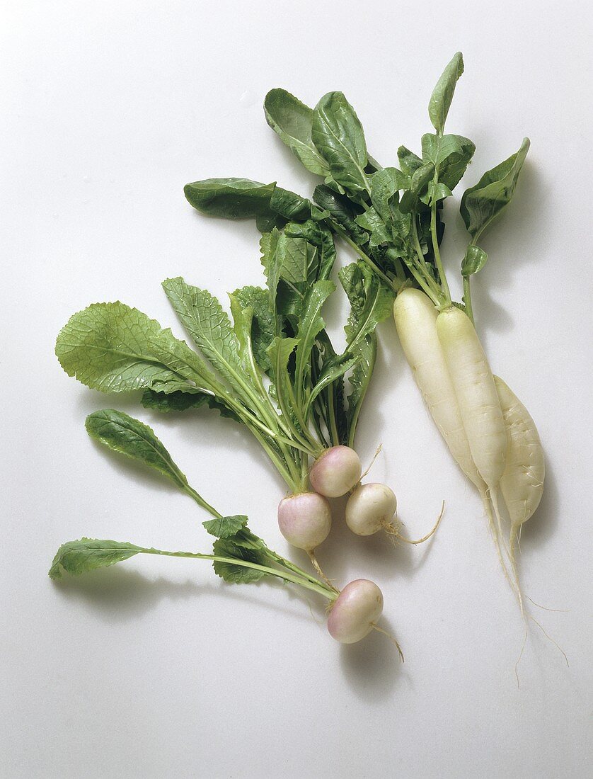 White turnips and white icicle radishes