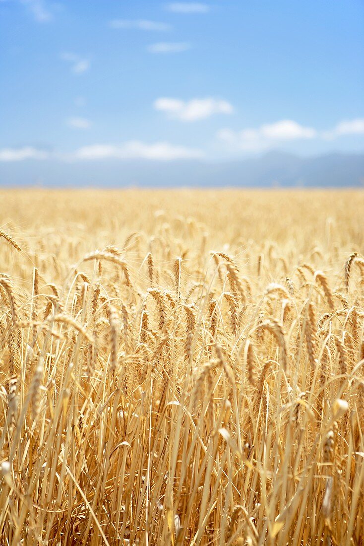 Wheat field, Western Cape, S. Africa