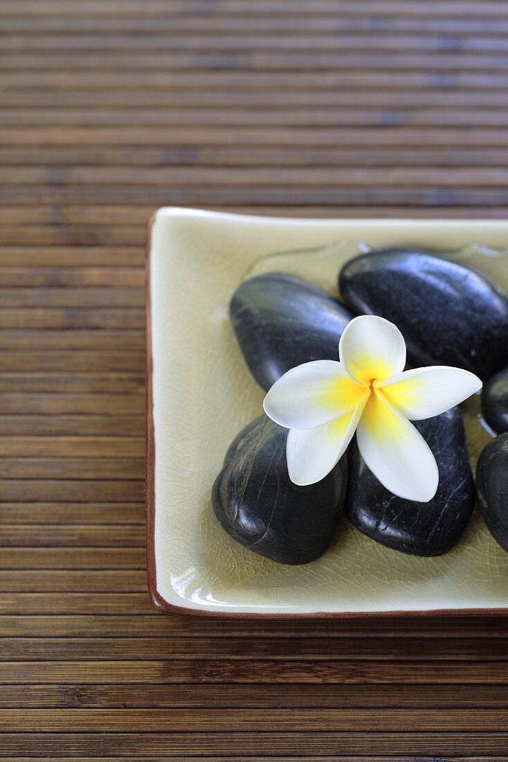 Frangipani flower (Plumeria) on black stones