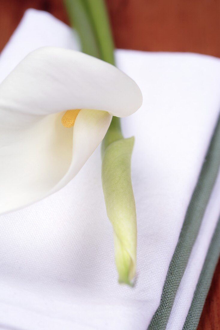 weiße Calla (Zantedeschia aethiopica) auf Servietten