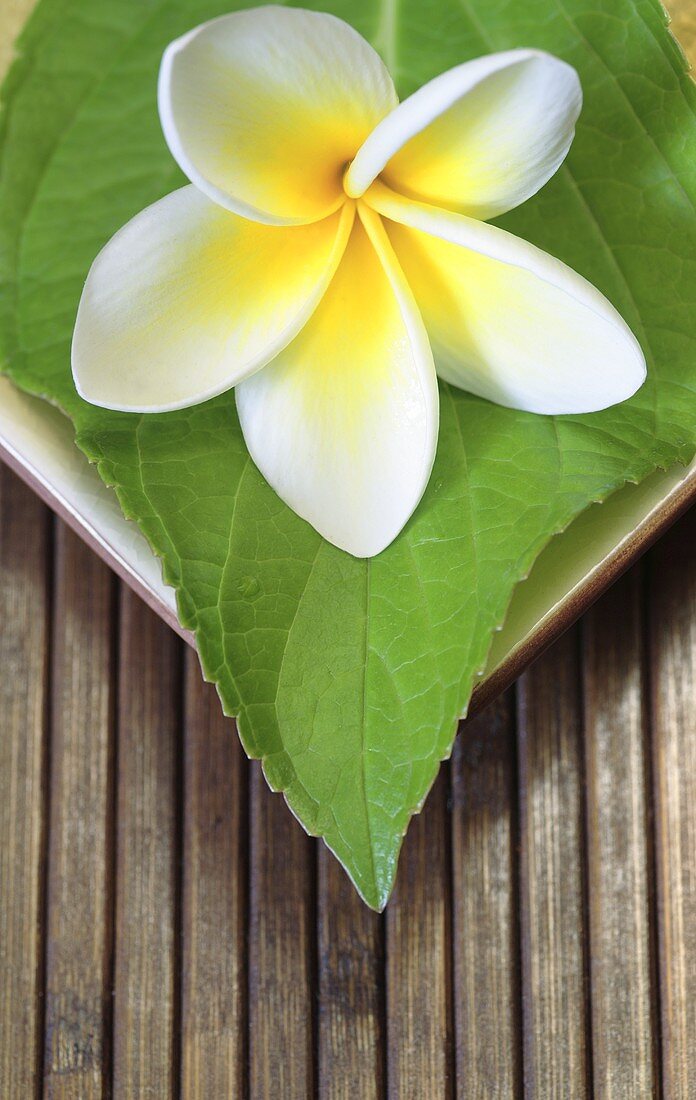 Frangipani (Plumeria rubra) on hydrangea leaf