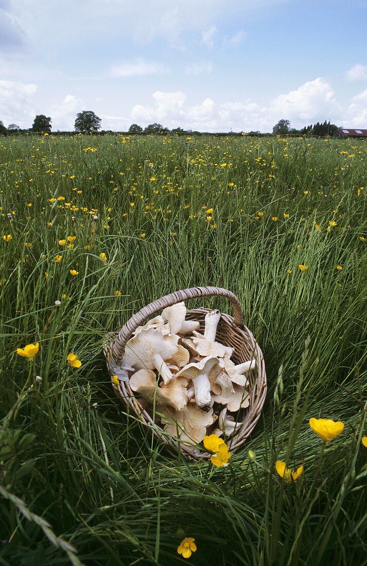 Fresh St. George's mushrooms in a basket
