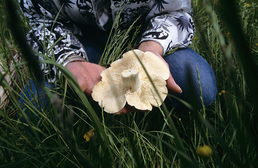 Hands holding a St. George's mushroom