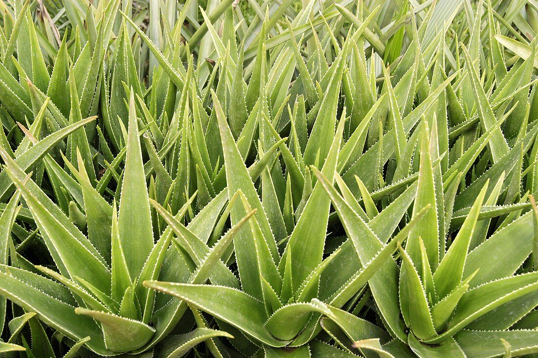 Aloe Vera Pflanzen