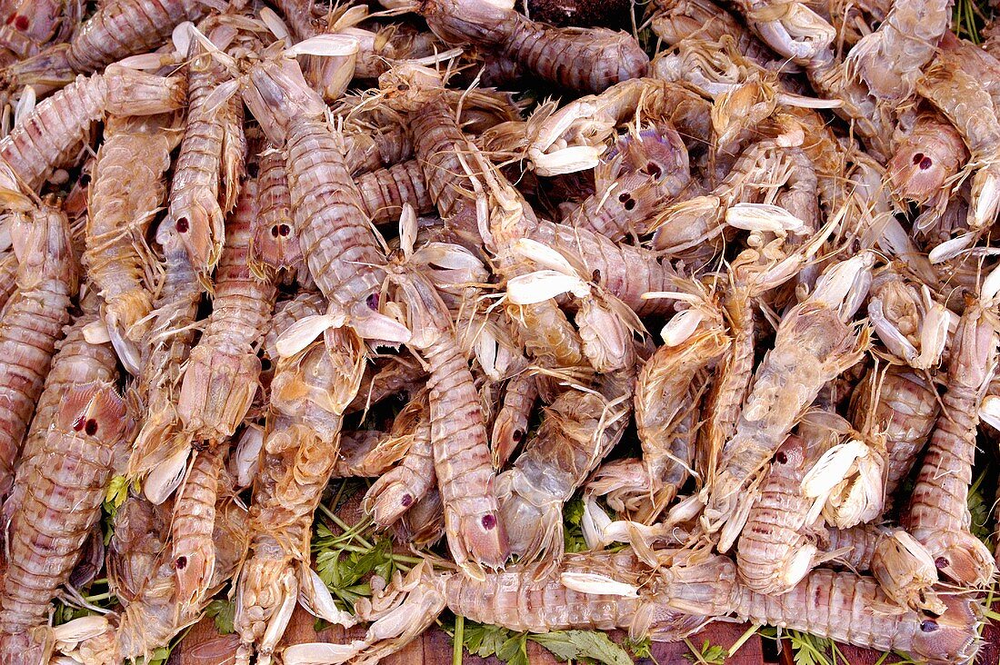 Fresh shrimps on a Moroccan market stall