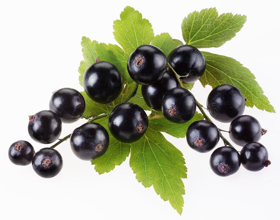 Blackcurrants with leaves