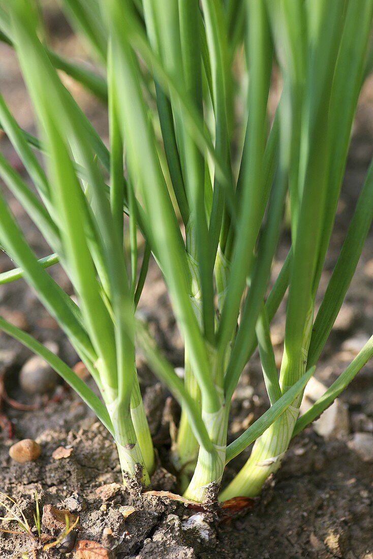 Shallots in a vegetable bed