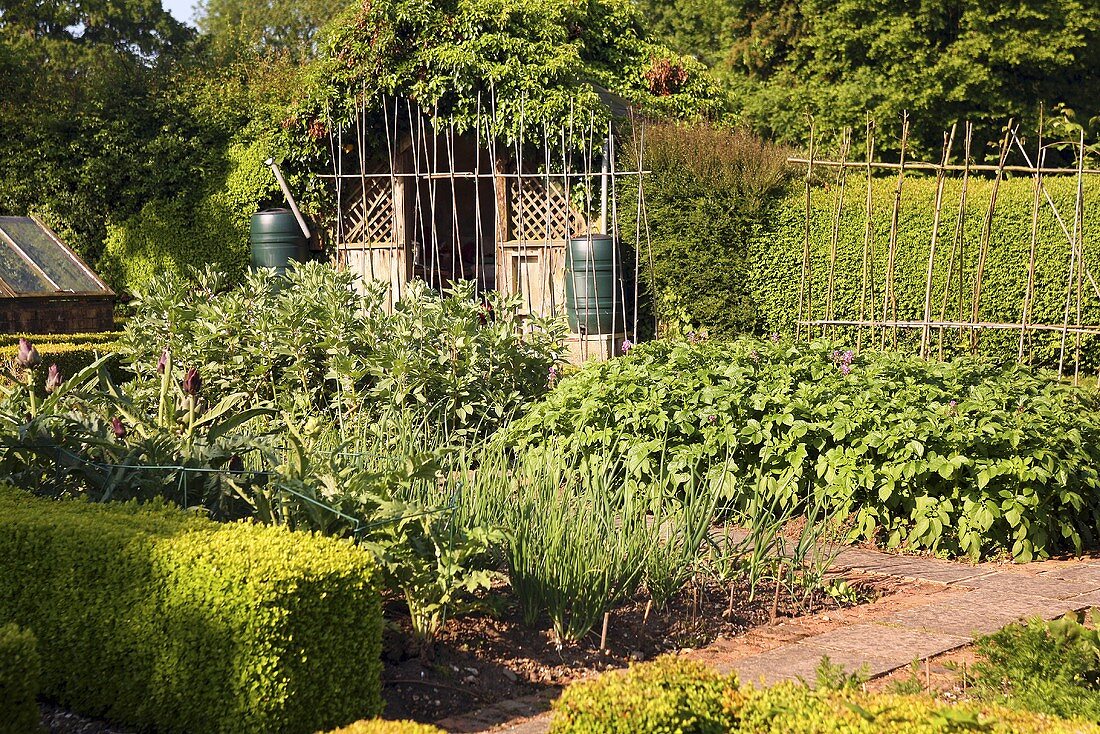 An organic vegetable garden (England)