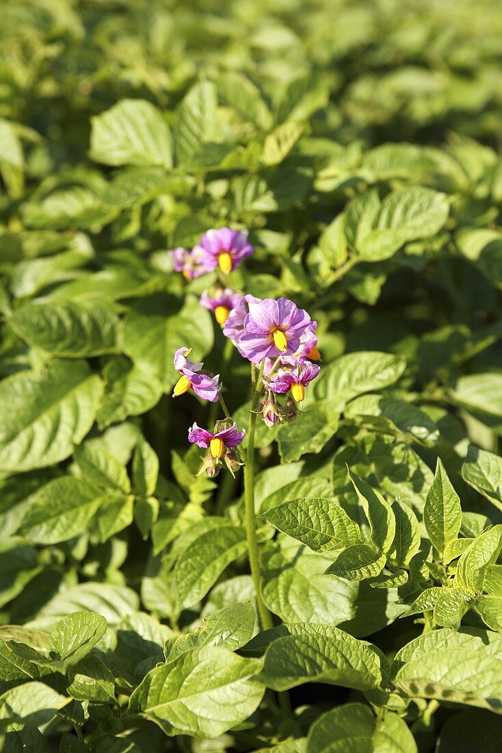 Mehrere Blüten an einer Kartoffelpflanze