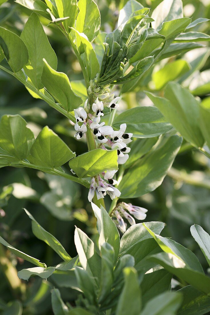 A flowering broad bean plant