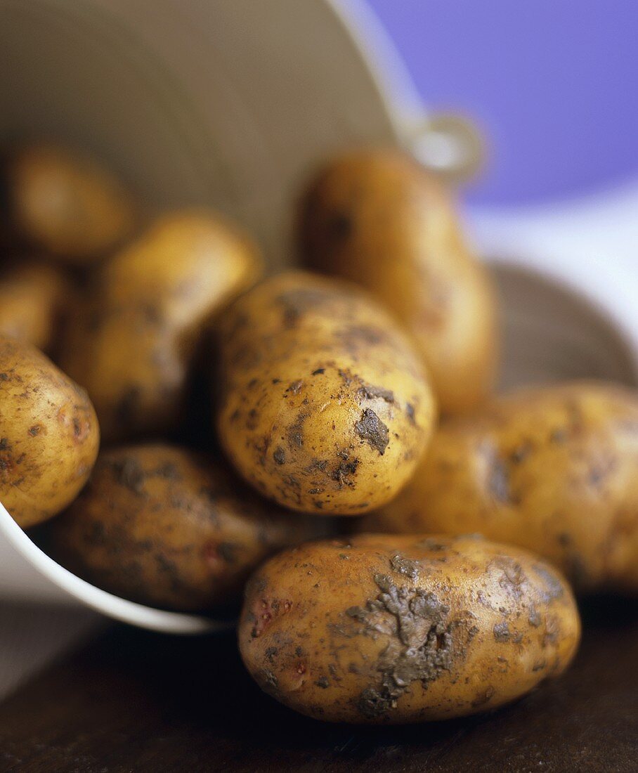 Bio-Kartoffeln der Sorte Jersey Royal