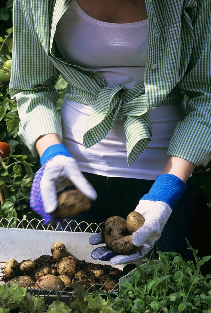 Frau sortiert frisch geerntete Kartoffeln