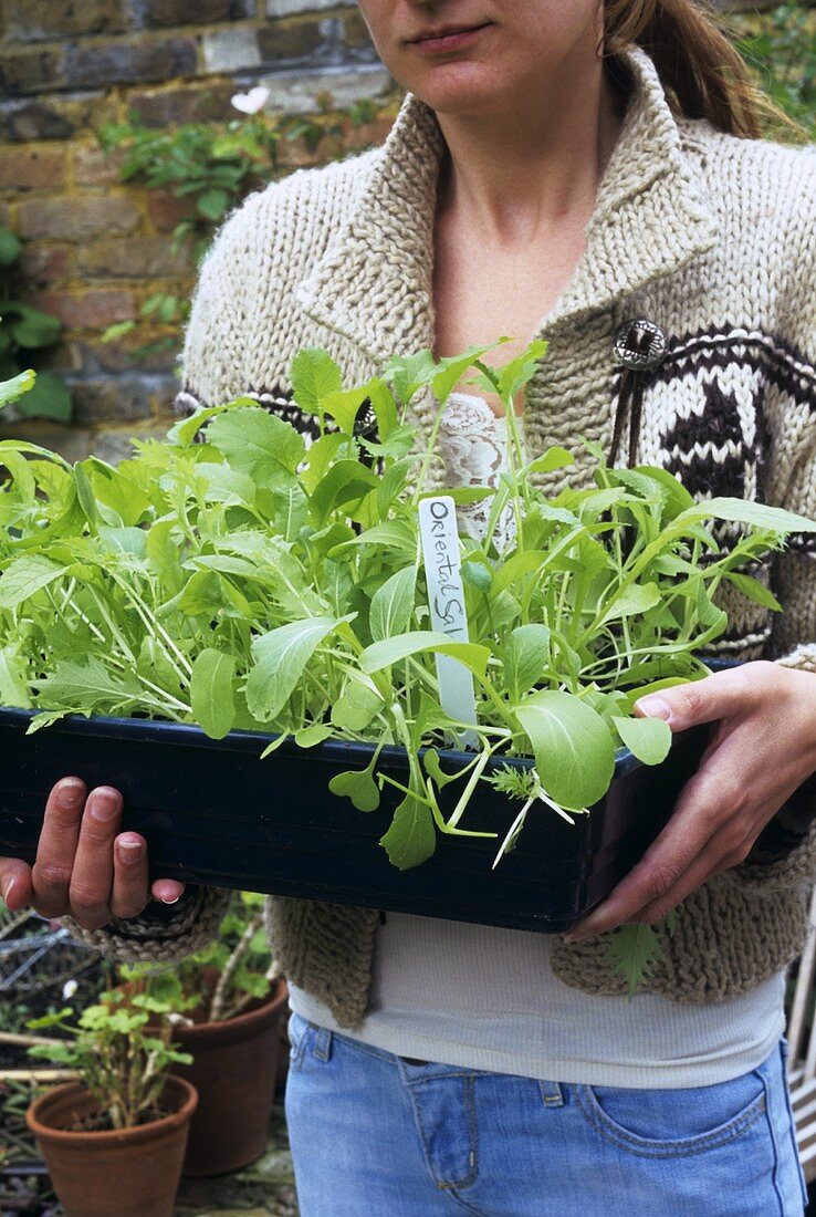 Woman holding a tray of young salad plants (Oriental salad)