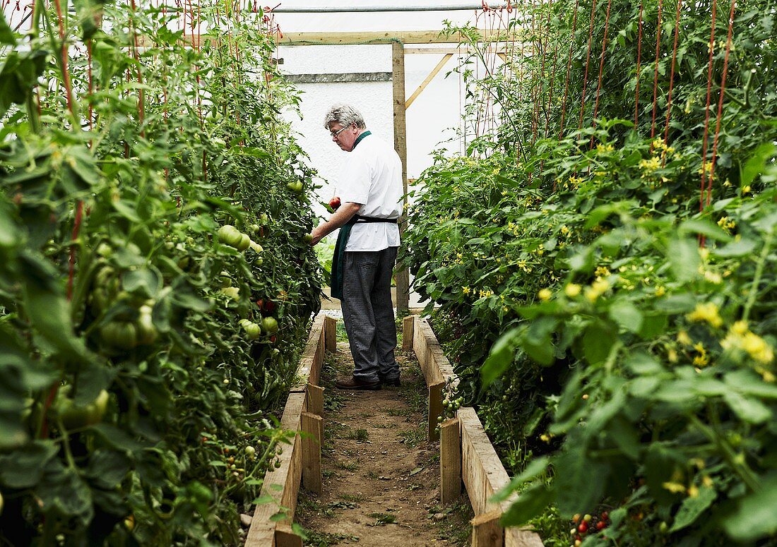 A chef in a greenhouse examining tomatoes