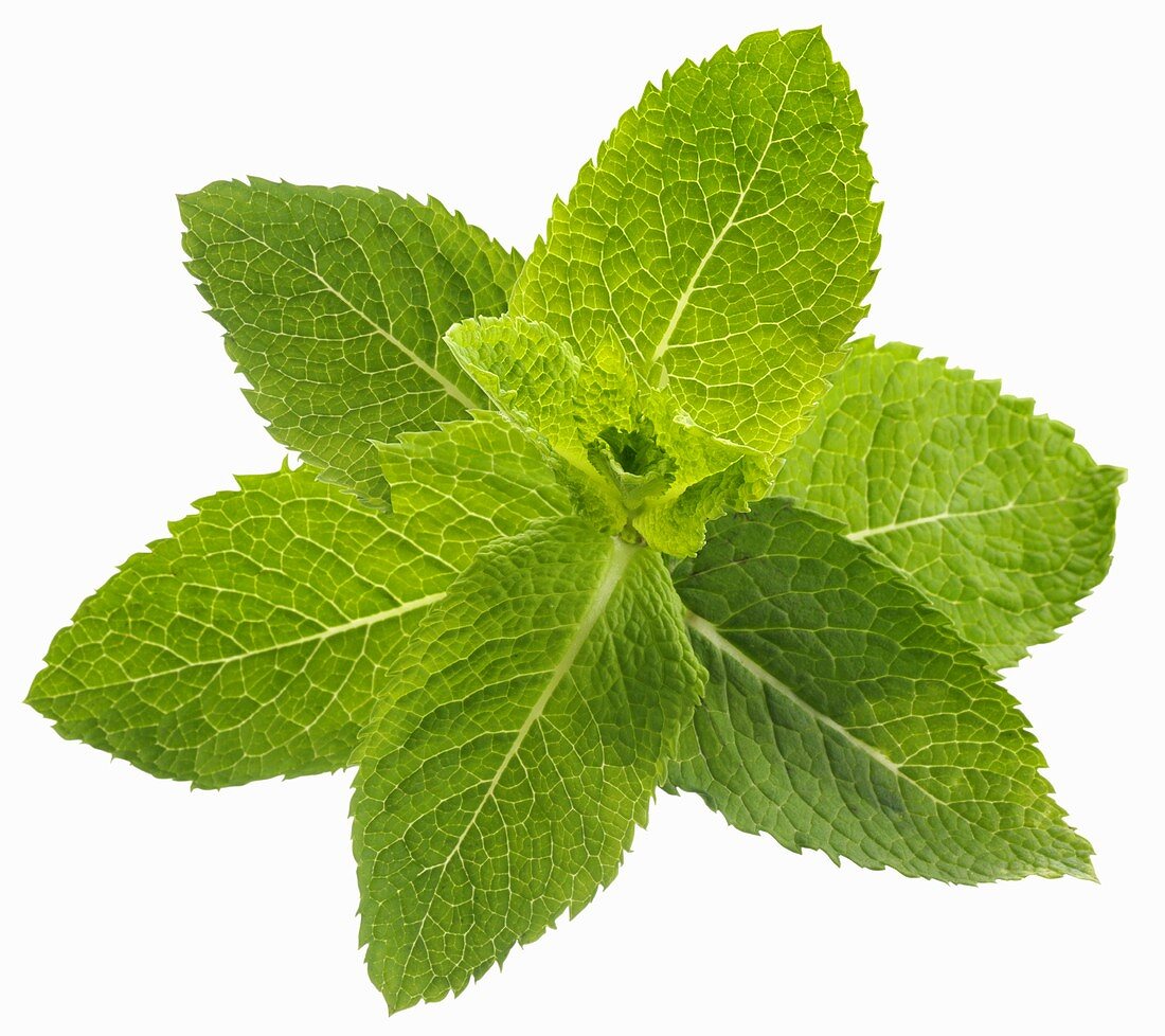 A sprig of fresh mint