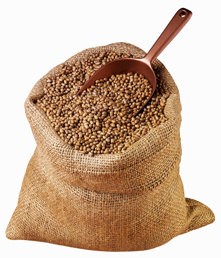 Brown beans from India in jute sack with scoop