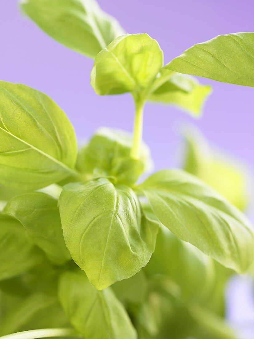 Fresh basil