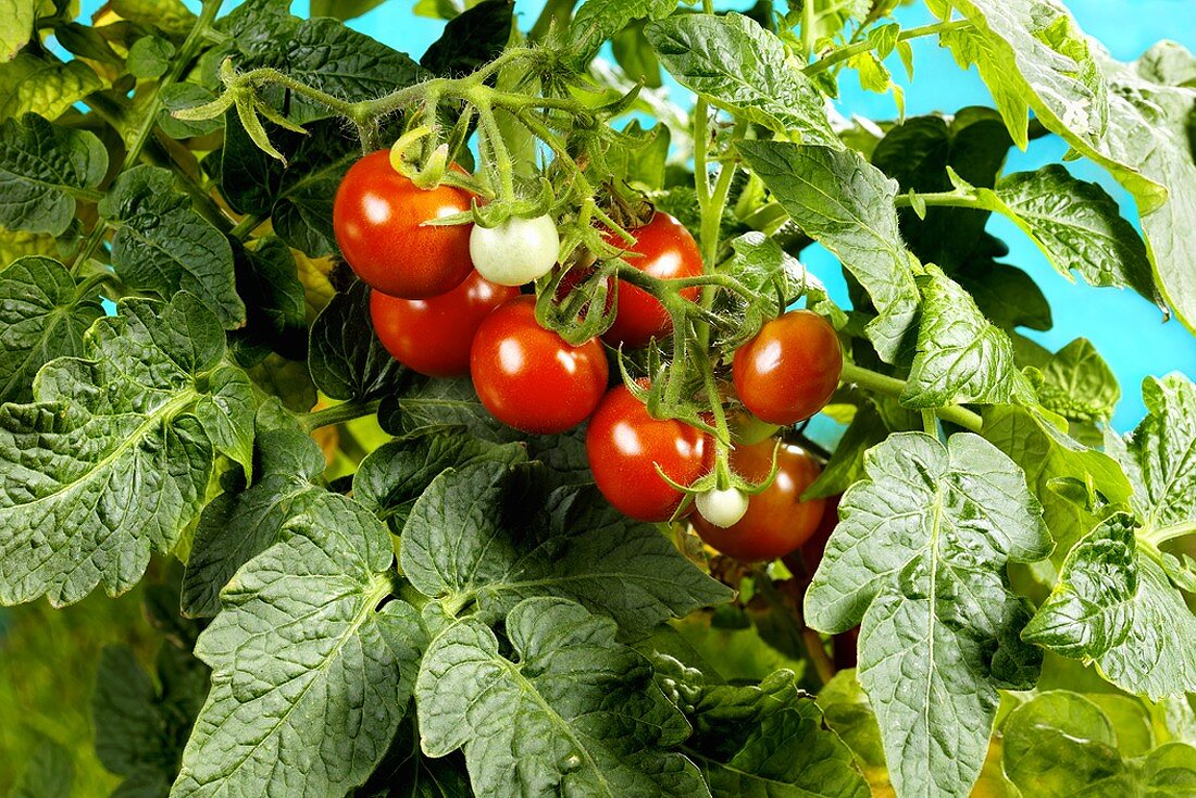 Frische Tomaten an der Pflanze
