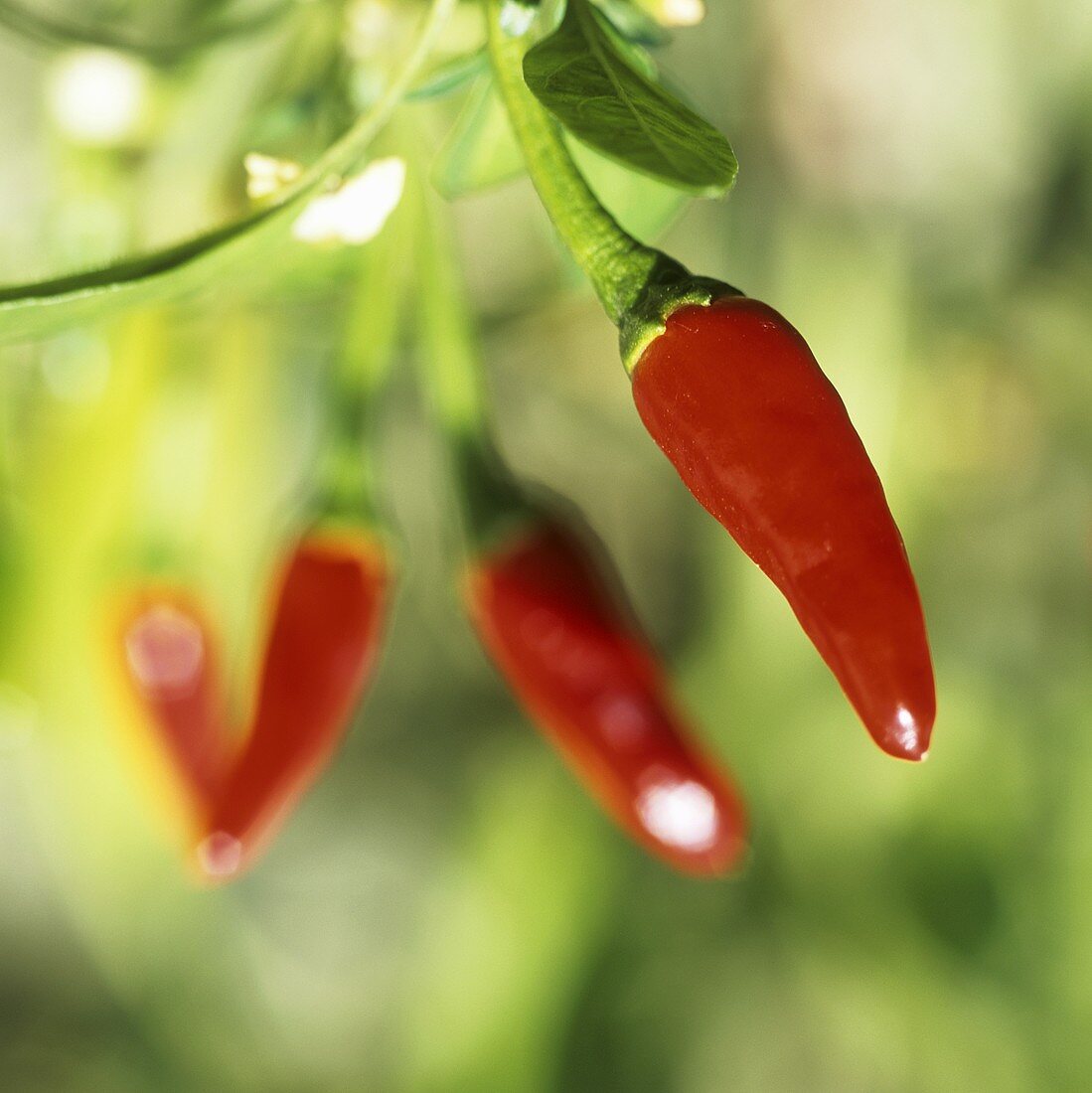Bird's eye chillies on the plant
