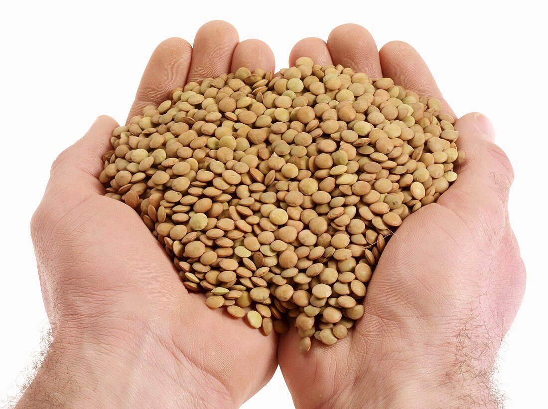 Hands holding green lentils