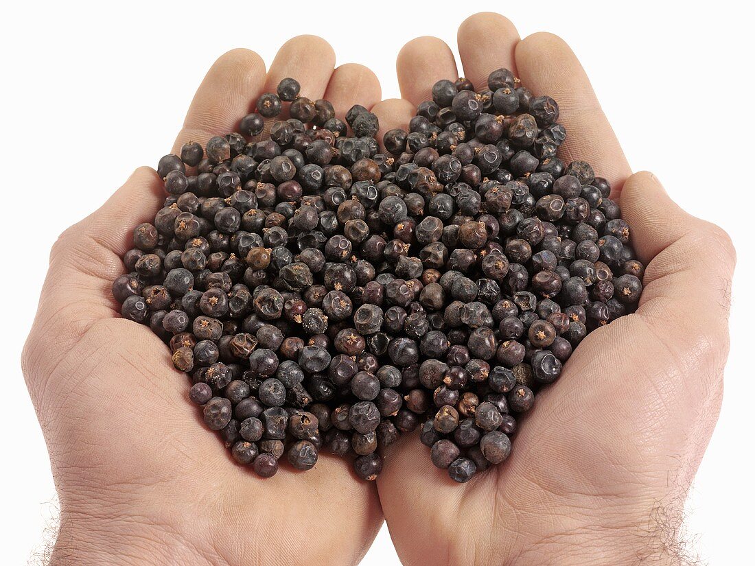 Hands holding juniper berries