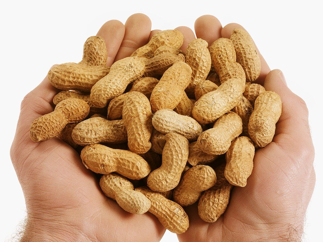 Hands holding unshelled peanuts
