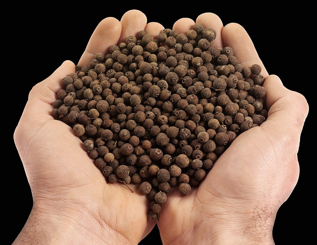 Hands holding allspice berries