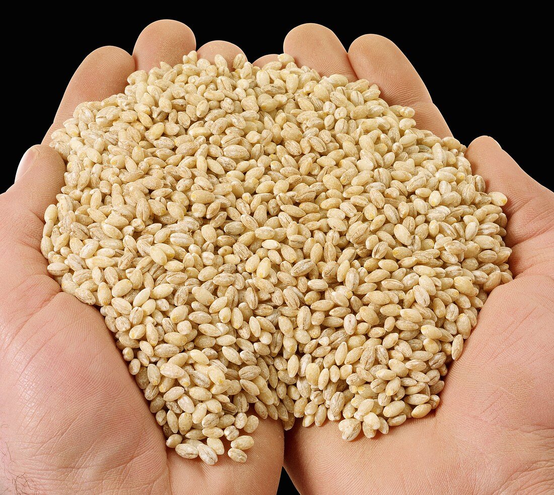 Hands holding pearl barley