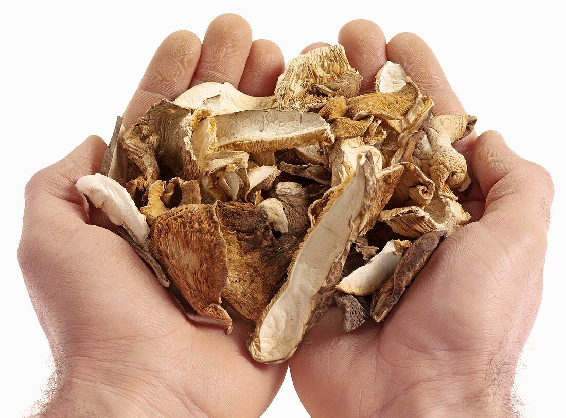 Hands holding dried ceps
