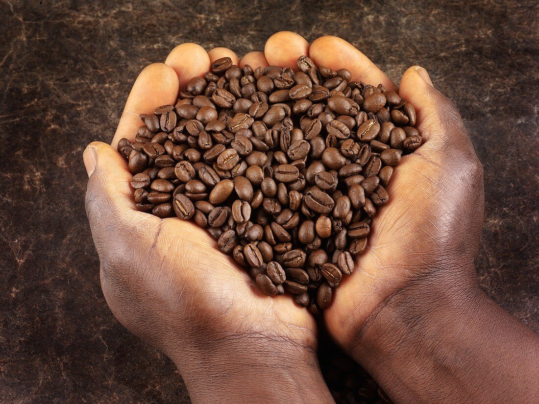 Hands holding roasted coffee beans