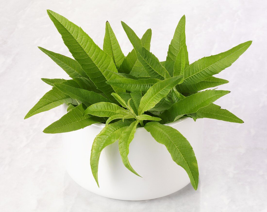 Lemon verbena