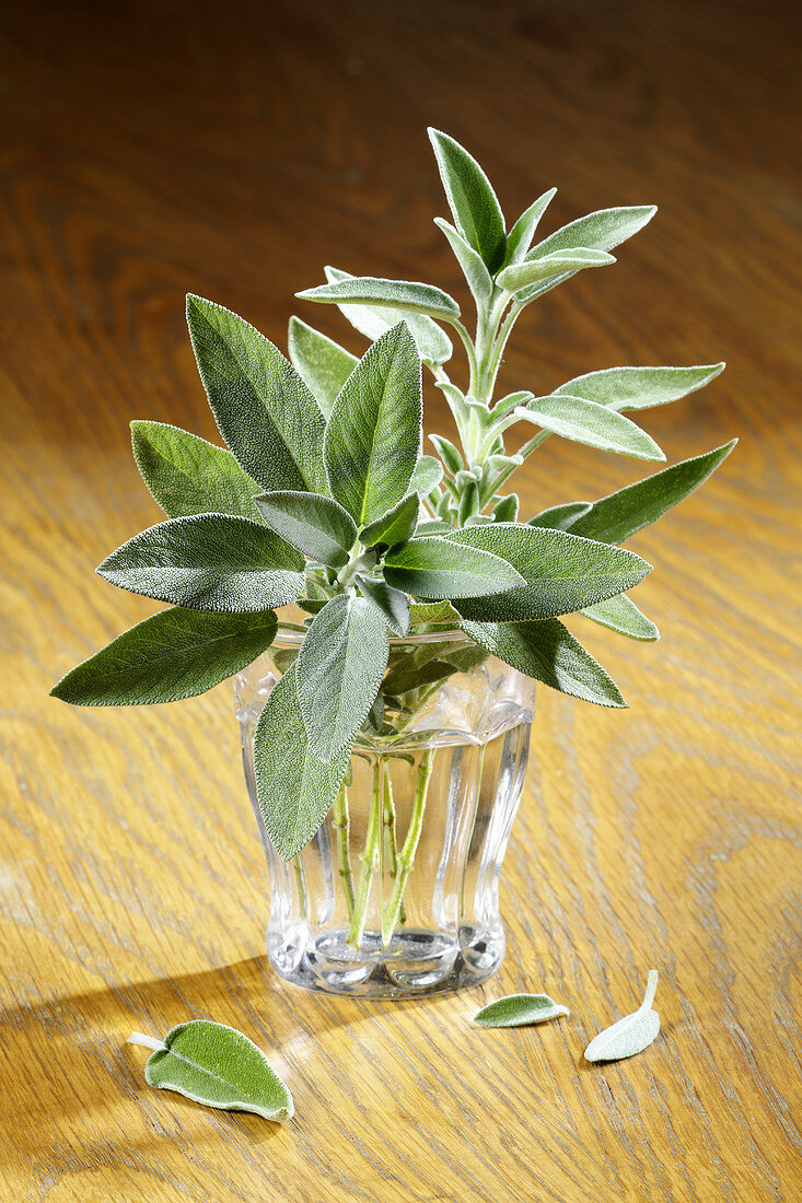 Fresh sage in a glass