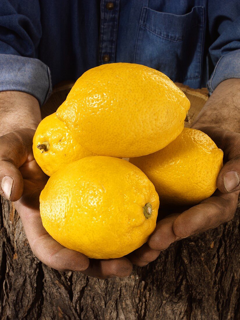 Man holding four lemons in both hands
