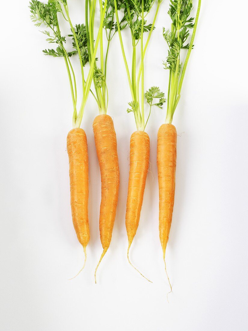 Four carrots with leaves