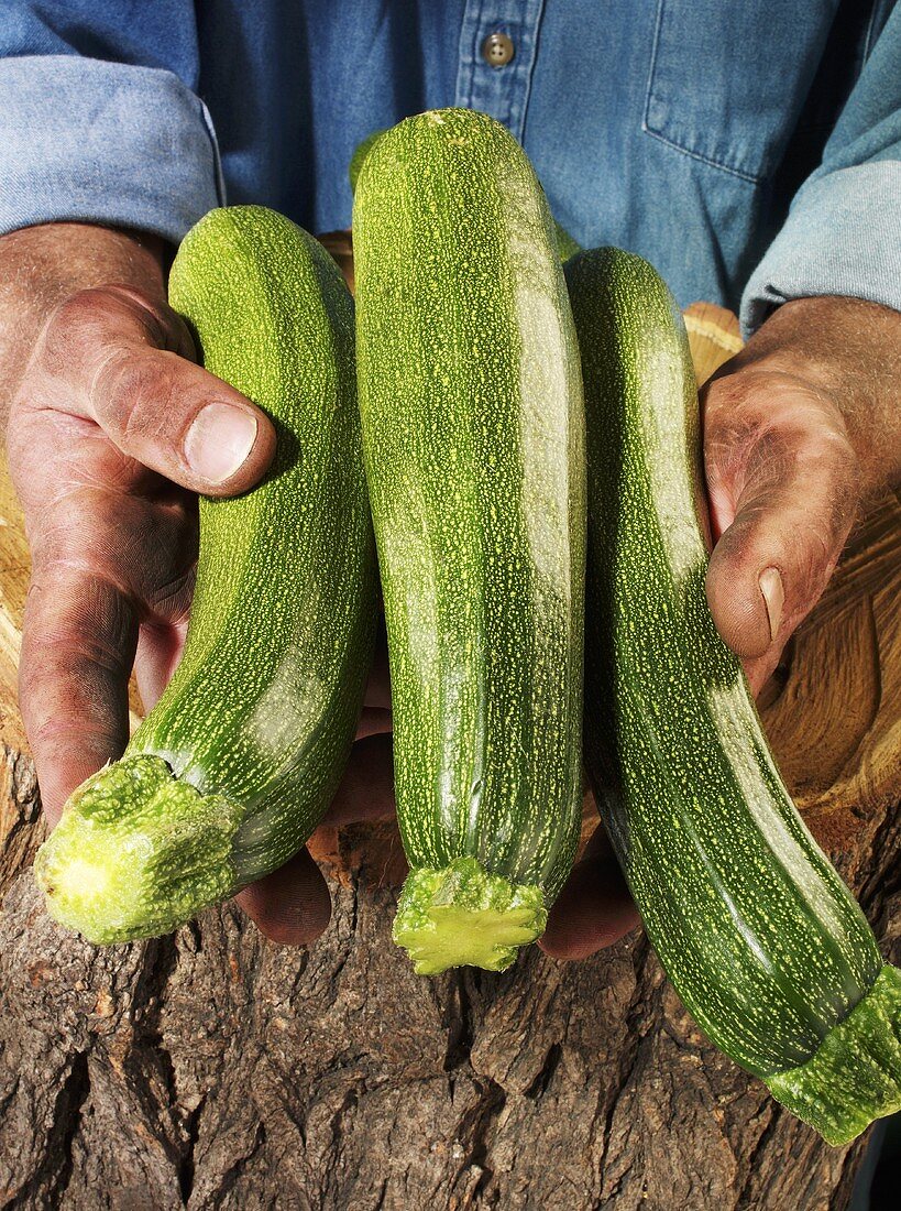 Mann hält drei Zucchini in beiden Händen über einem Baumstamm