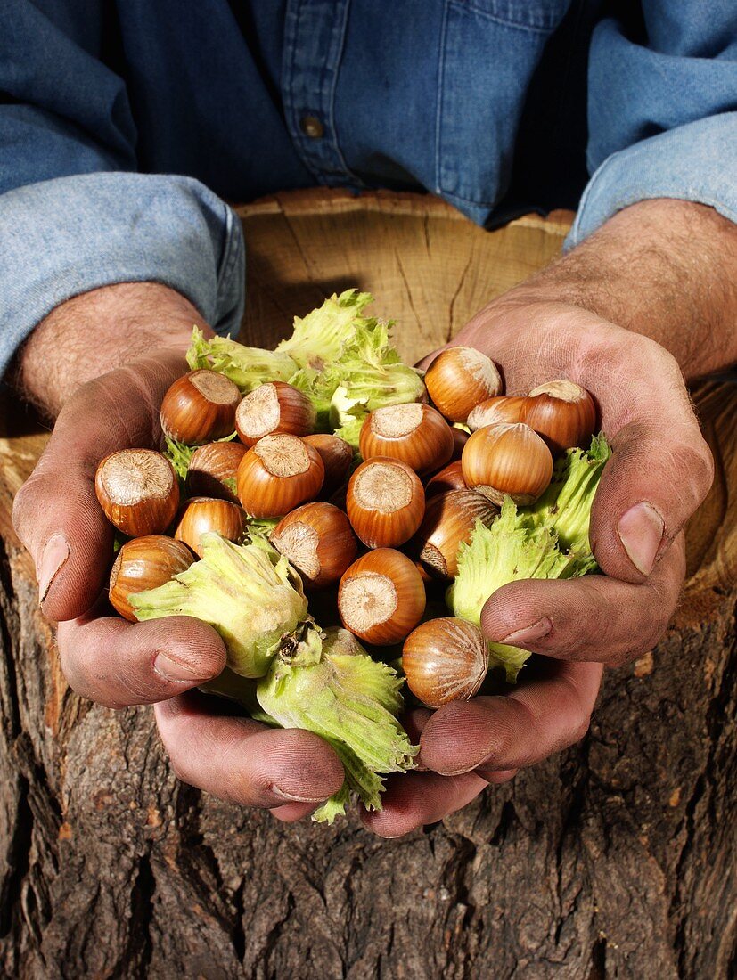 Man holding hazelnuts in both hands over a tree trunk