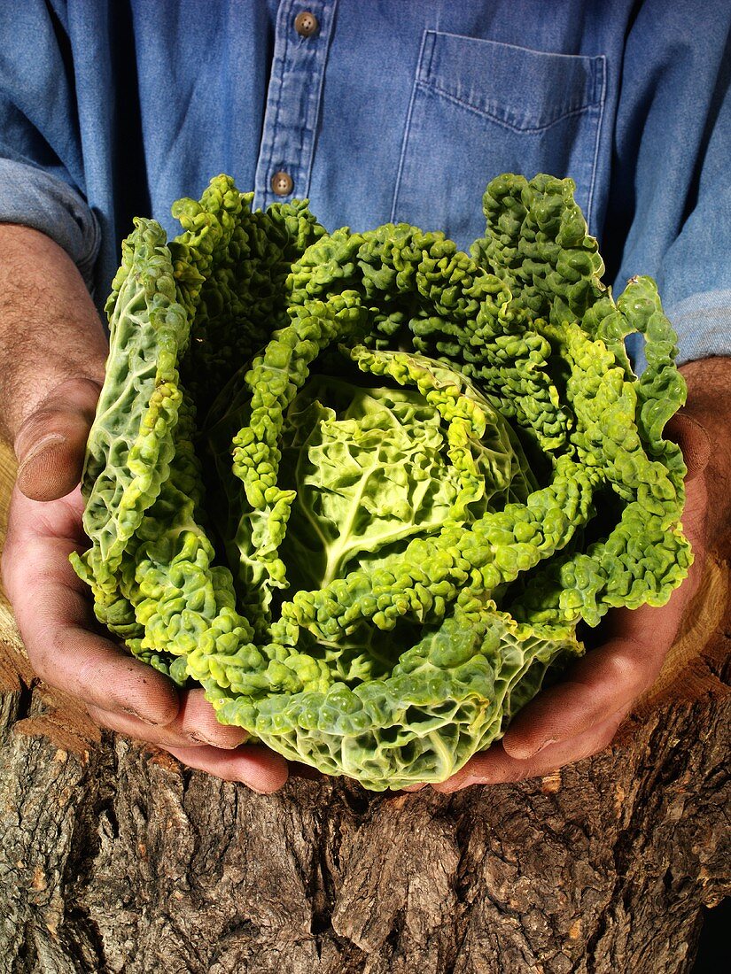 Man holding savoy cabbage in both hands over a tree trunk