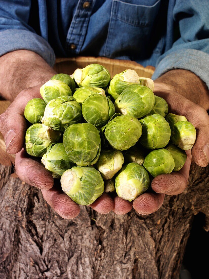Man holding Brussels sprouts in both hands over a tree trunk